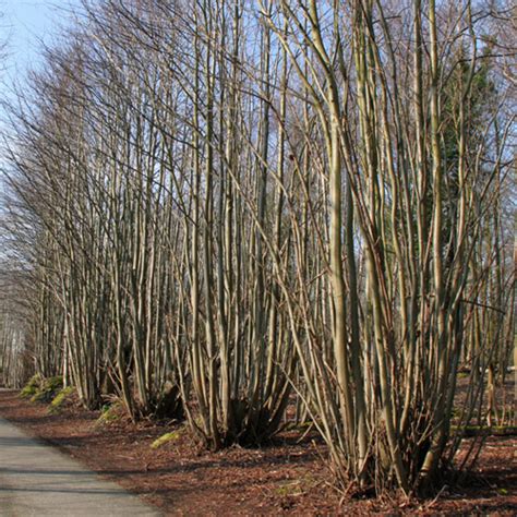 coppice burberry|coppice forestry tree varieties.